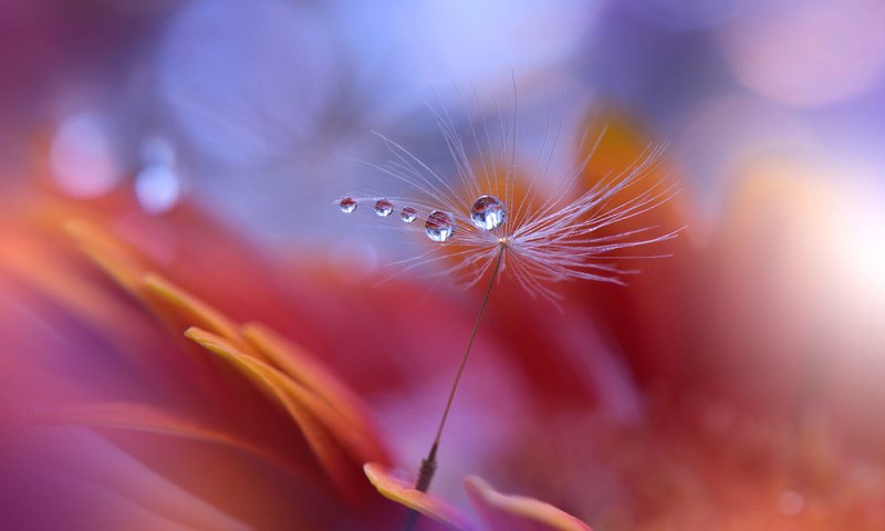 Обои цветок, капли, лепестки, пушинка, былинка, juliana nan, flower, drops, petals, fluff, blade of grass разрешение 2000x1366 Загрузить