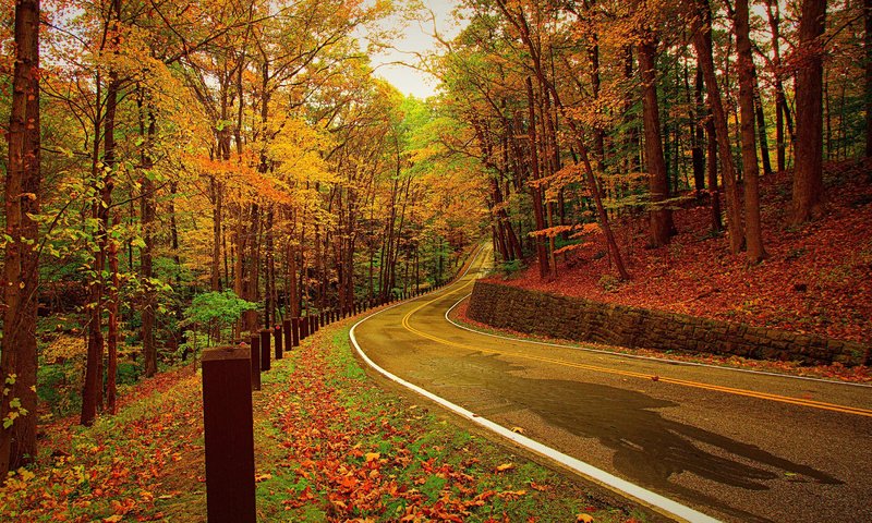 Обои дорога, деревья, лес, листья, осень, road, trees, forest, leaves, autumn разрешение 3010x1720 Загрузить