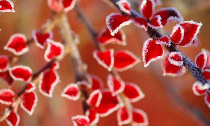 Обои листья, ветки, иней, осень, красные, размытость, leaves, branches, frost, autumn, red, blur разрешение 2560x1600 Загрузить