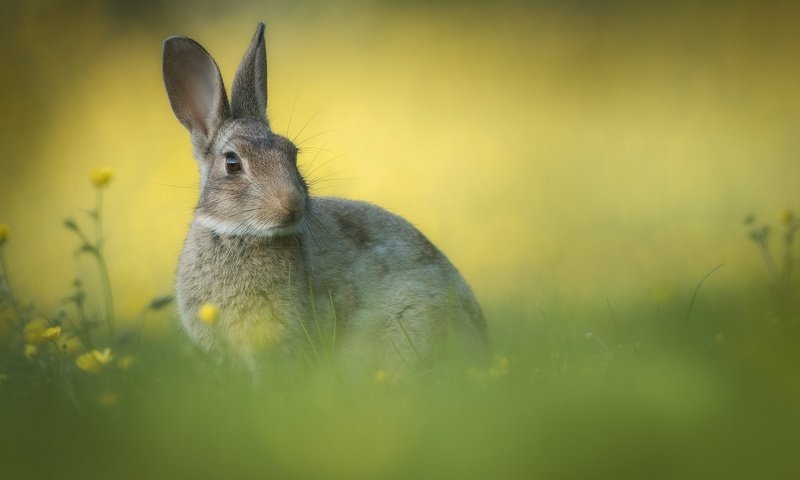 Обои цветы, трава, фон, ушки, кролик, flowers, grass, background, ears, rabbit разрешение 2000x1333 Загрузить