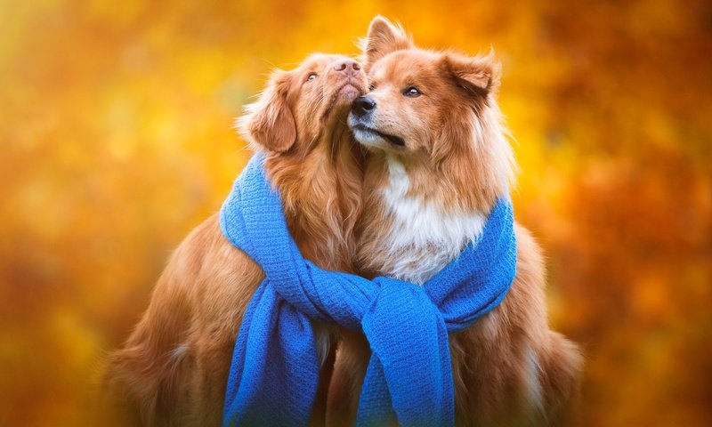 Обои фон, осень, щенки, порода, собаки, шарф, золотистый ретривер, background, autumn, puppies, breed, dogs, scarf, golden retriever разрешение 1920x1200 Загрузить