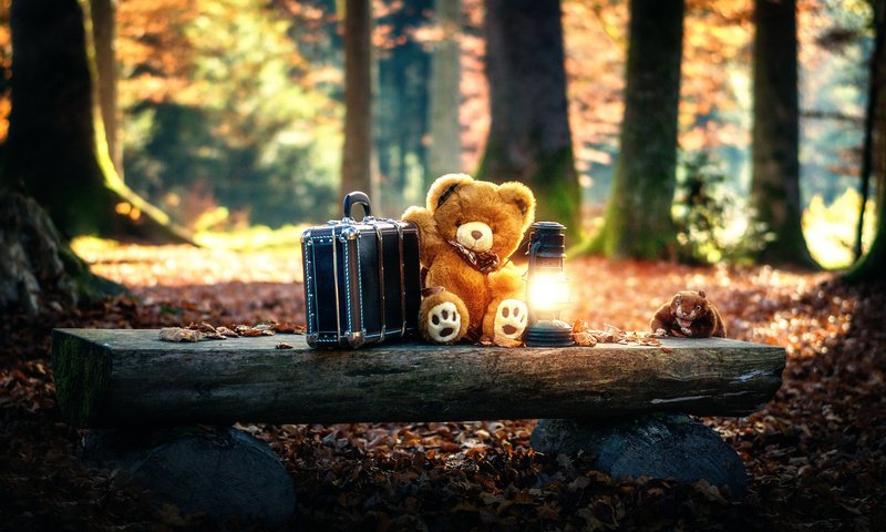 Обои лес, мишка, игрушка, фонарь, чемодан, forest, bear, toy, lantern, suitcase разрешение 1920x1200 Загрузить