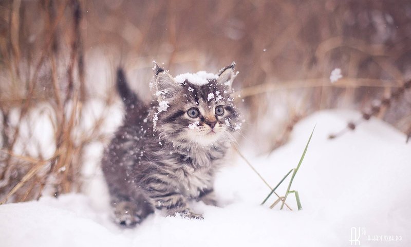 Обои зима, кот, мордочка, усы, кошка, взгляд, котенок, artem karpukhin, winter, cat, muzzle, mustache, look, kitty разрешение 1920x1200 Загрузить