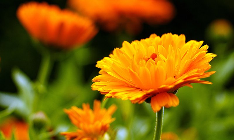 Обои цветы, лепестки, размытость, календула, flowers, petals, blur, calendula разрешение 5472x3078 Загрузить