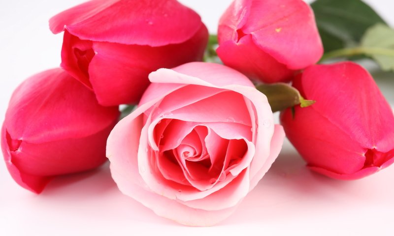Обои цветы, бутоны, розы, лепестки, букет, тюльпаны, flowers, buds, roses, petals, bouquet, tulips разрешение 5616x3744 Загрузить