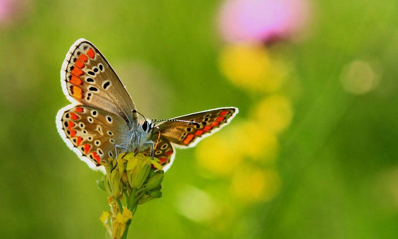 Обои цветы, насекомое, бабочка, крылья, размытость, necdet yasar, flowers, insect, butterfly, wings, blur разрешение 1920x1278 Загрузить