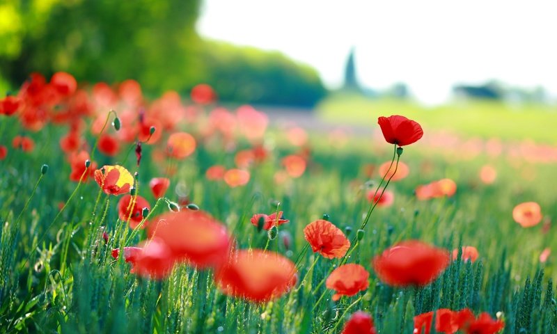 Обои цветы, трава, красные, маки, размытость, flowers, grass, red, maki, blur разрешение 2560x1707 Загрузить