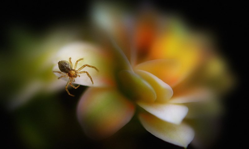 Обои макро, насекомое, цветок, лепестки, размытость, паук, паучок, antonio amati, macro, insect, flower, petals, blur, spider разрешение 2048x1556 Загрузить