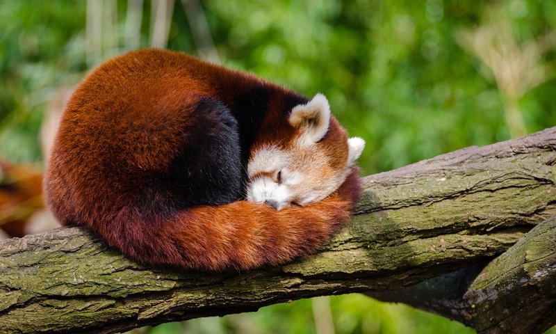 Обои дерево, панда, сон, ствол, красная панда, малая панда, tree, panda, sleep, trunk, red panda разрешение 4000x2649 Загрузить