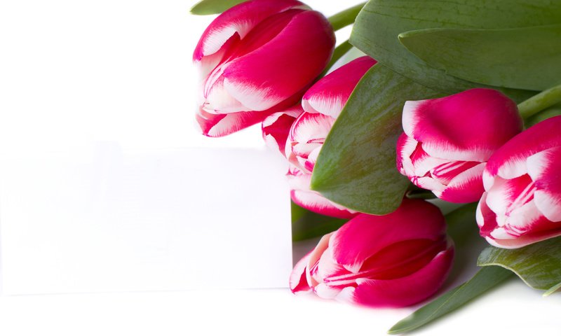 Обои цветы, бутоны, букет, тюльпаны, белый фон, flowers, buds, bouquet, tulips, white background разрешение 5184x3456 Загрузить