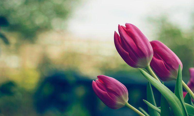 Обои цветы, бутоны, листья, лепестки, весна, тюльпаны, стебли, flowers, buds, leaves, petals, spring, tulips, stems разрешение 5120x2880 Загрузить
