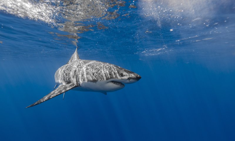 Обои море, акула, подводный мир, белая акула, sea, shark, underwater world, white shark разрешение 5120x3413 Загрузить