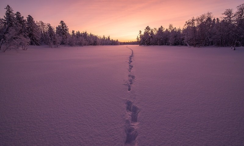 Обои деревья, снег, закат, зима, следы, trees, snow, sunset, winter, traces разрешение 4000x2670 Загрузить