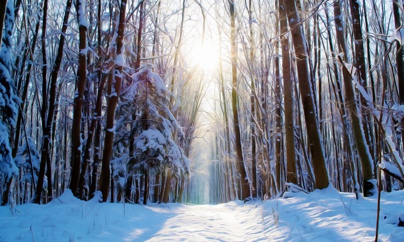 Обои дорога, деревья, снег, лес, зима, солнечный свет, road, trees, snow, forest, winter, sunlight разрешение 4608x3072 Загрузить