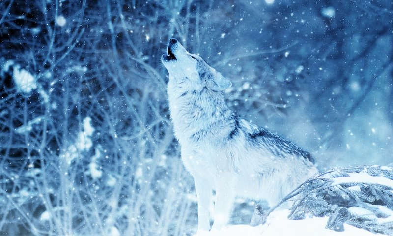 Обои снег, природа, лес, зима, волк, вой, снегопад, snow, nature, forest, winter, wolf, howl, snowfall разрешение 3000x2000 Загрузить