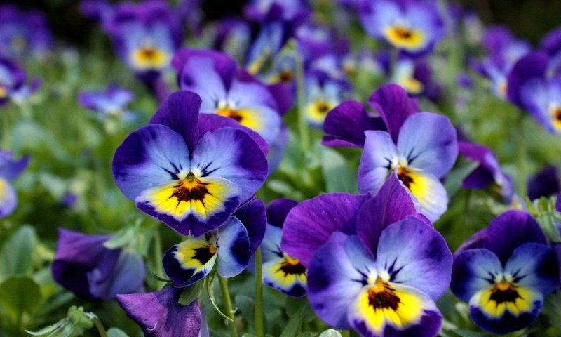 Обои цветы, анютины глазки, фиалки, виола, фиалка трёхцветная, flowers, pansy, violet, viola, viola tricolor разрешение 4272x2848 Загрузить