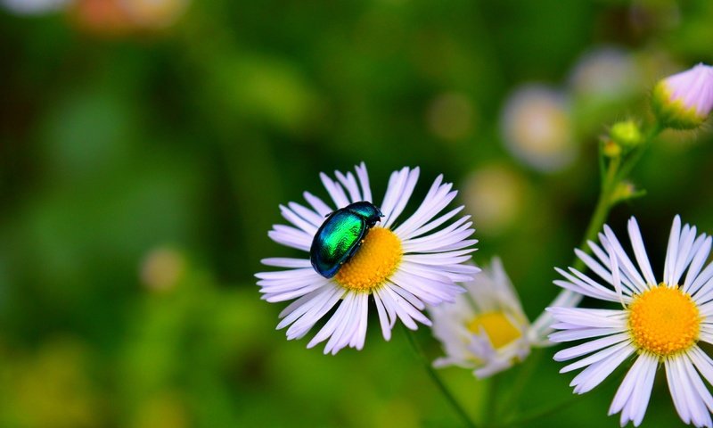 Обои цветы, жук, макро, насекомое, лепестки, боке, flowers, beetle, macro, insect, petals, bokeh разрешение 3000x1869 Загрузить