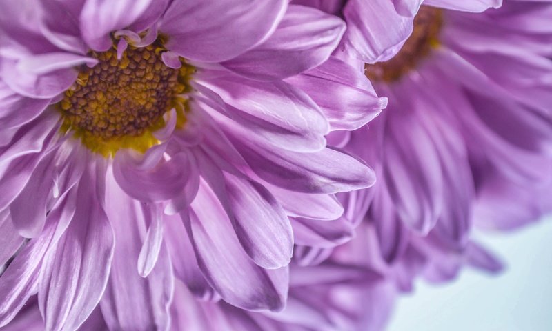 Обои цветы, макро, лепестки, хризантемы, dashakern, flowers, macro, petals, chrysanthemum разрешение 6016x4326 Загрузить