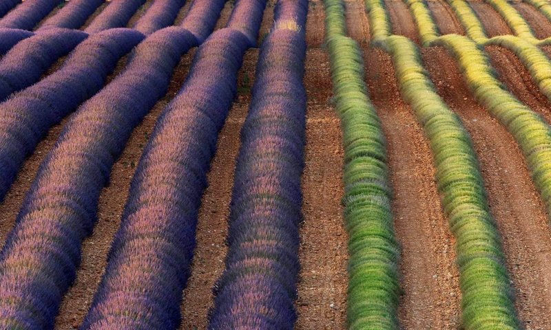 Обои цветы, поле, лаванда, франция, flowers, field, lavender, france разрешение 1920x1080 Загрузить