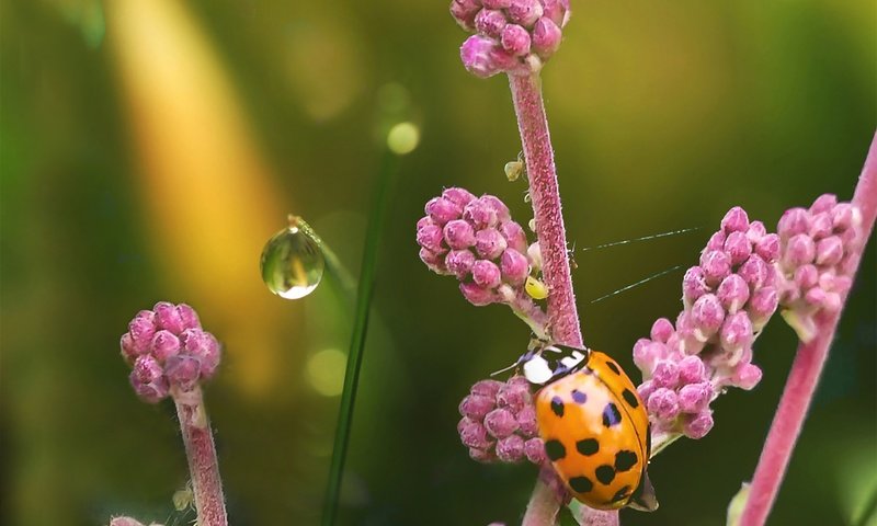 Обои цветы, природа, жук, насекомое, капля, божья коровка, боке, dashakern, flowers, nature, beetle, insect, drop, ladybug, bokeh разрешение 4800x3411 Загрузить