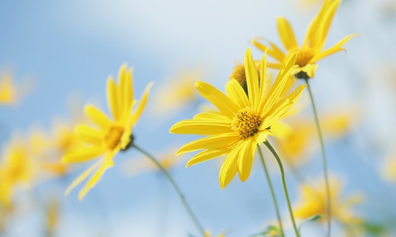 Обои цветы, природа, растение, желтые цветы, топинамбур, flowers, nature, plant, yellow flowers, jerusalem artichoke разрешение 2400x1627 Загрузить