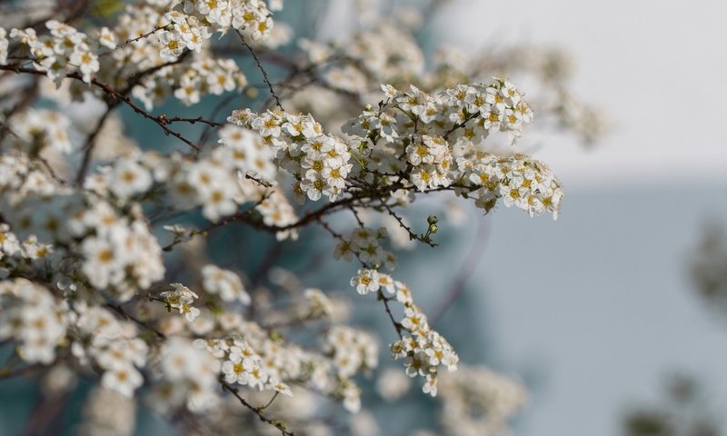 Обои цветы, ветки, весна, flowers, branches, spring разрешение 2048x1365 Загрузить