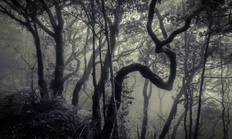 Обои деревья, лес, туман, стволы, чёрно-белое, trees, forest, fog, trunks, black and white разрешение 2048x1356 Загрузить