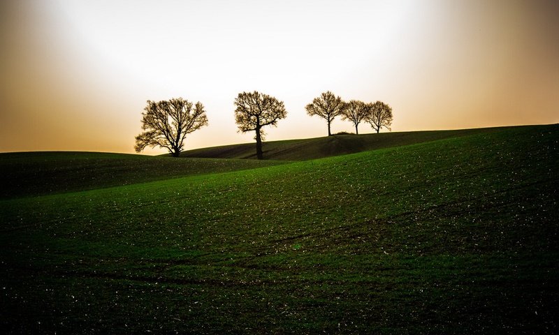 Обои небо, деревья, вечер, холмы, поле, the sky, trees, the evening, hills, field разрешение 1920x1080 Загрузить