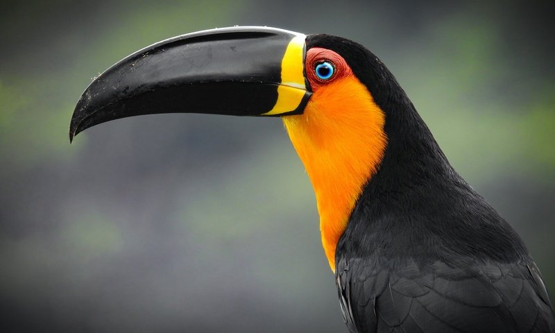 Обои фон, портрет, профиль, птица, тукан, клюв, тукан-ариэль, background, portrait, profile, bird, toucan, beak, toucan-ariel разрешение 2048x1331 Загрузить