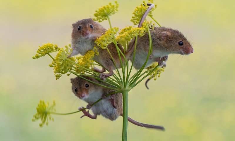 Обои фон, трио, мышки, harvest mouse, мышь-малютка, троица, background, trio, mouse, the mouse is tiny, trinity разрешение 2048x1565 Загрузить