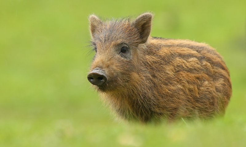 Обои фон, животное, кабан, свинка, свинья, кабанчик, пятачок, background, animal, boar, pig, hog, piglet разрешение 2048x1413 Загрузить