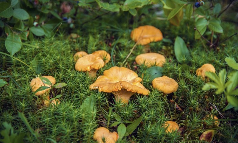 Обои растения, грибы, мох, черника, лисички, plants, mushrooms, moss, blueberries, chanterelles разрешение 3600x2400 Загрузить