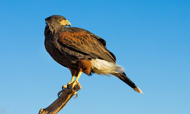 Обои небо, хищник, птица, клюв, ястреб, пустынный канюк, the sky, predator, bird, beak, hawk, desert buzzard разрешение 2048x1152 Загрузить