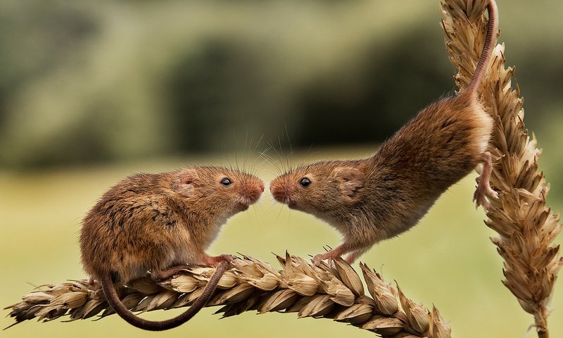 Обои колосья, пара, грызуны, мышки, harvest mouse, мышь-малютка, ears, pair, rodents, mouse, the mouse is tiny разрешение 2000x1641 Загрузить