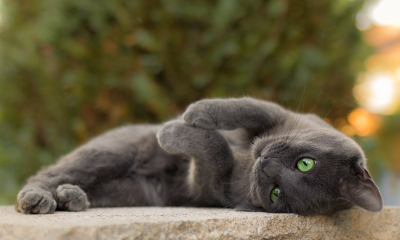 Обои кот, мордочка, усы, кошка, взгляд, серый, зеленые глаза, cat, muzzle, mustache, look, grey, green eyes разрешение 4661x3107 Загрузить