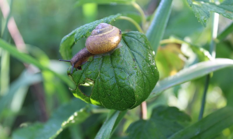 Обои природа, листья, лето, улитка, nature, leaves, summer, snail разрешение 5184x3456 Загрузить