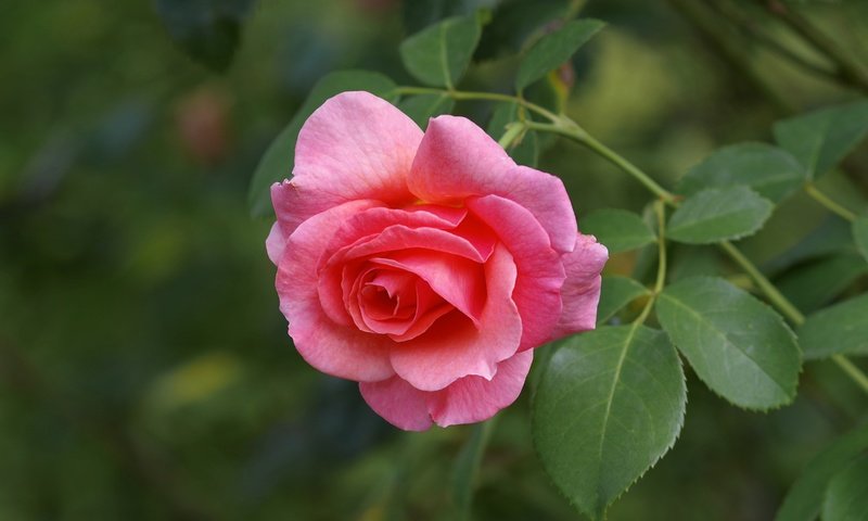 Обои макро, цветок, роза, лепестки, бутон, розовая роза, macro, flower, rose, petals, bud, pink rose разрешение 4800x3200 Загрузить