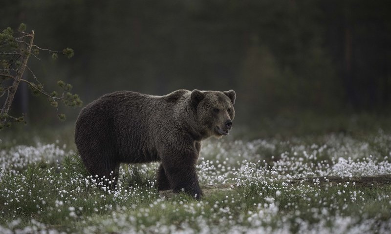 Обои морда, цветы, природа, взгляд, медведь, face, flowers, nature, look, bear разрешение 2048x1365 Загрузить