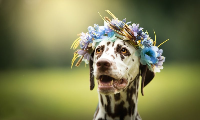 Обои морда, цветы, фон, взгляд, собака, далматин, венок, face, flowers, background, look, dog, dalmatian, wreath разрешение 2048x1380 Загрузить