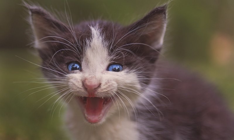 Обои кот, мордочка, усы, кошка, взгляд, котенок, малыш, голубые глаза, пискля, pisklya, cat, muzzle, mustache, look, kitty, baby, blue eyes разрешение 2048x1366 Загрузить