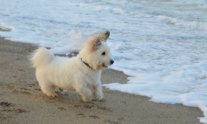 Обои море, песок, пляж, мордочка, взгляд, собака, щенок, собачка, вест-хайленд-уайт-терьер, the west highland white terrier, sea, sand, beach, muzzle, look, dog, puppy разрешение 2000x1256 Загрузить