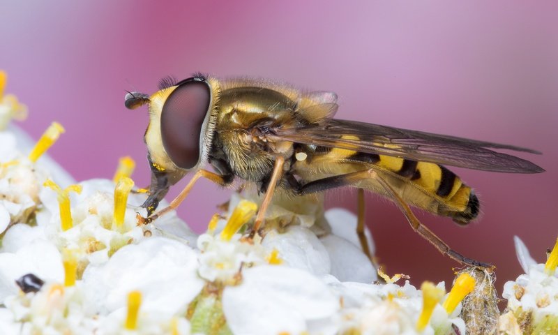 Обои насекомое, цветок, крылья, муха, оса, журчалка, жало, insect, flower, wings, fly, osa, gorzalka, sting разрешение 2048x1287 Загрузить