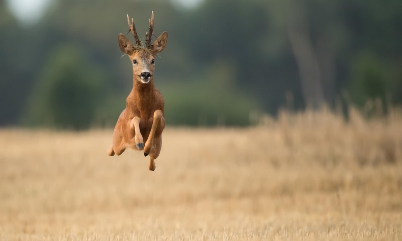 Обои олень, полет, поле, рога, бег, deer, flight, field, horns, running разрешение 2048x1294 Загрузить
