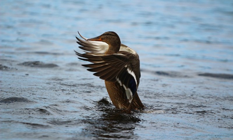 Обои озеро, крылья, птица, перья, озёра, утка, lake, wings, bird, feathers, duck разрешение 1920x1280 Загрузить