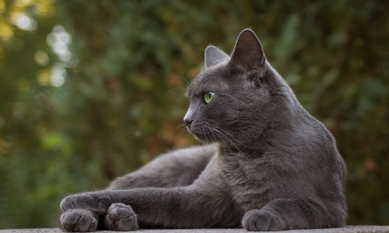 Обои портрет, кот, мордочка, усы, кошка, взгляд, серый, portrait, cat, muzzle, mustache, look, grey разрешение 4580x3053 Загрузить