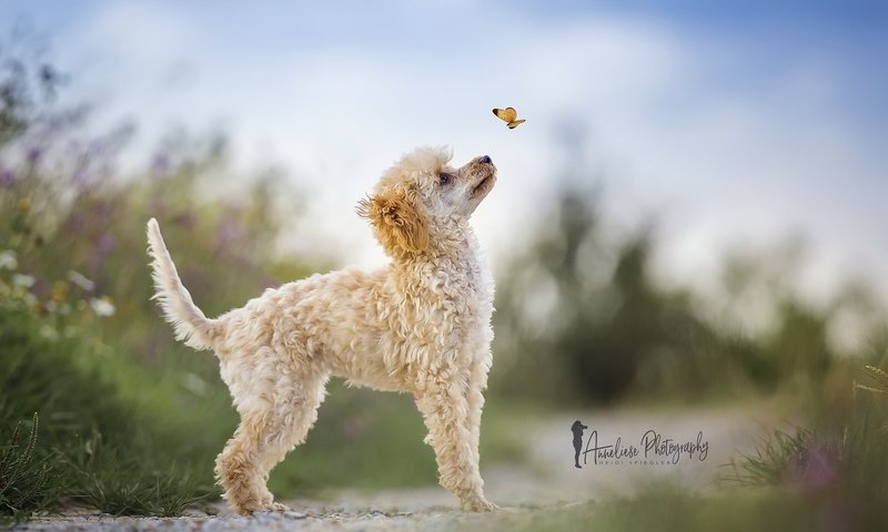 Обои природа, бабочка, собака, пудель, heidi spiegler, nature, butterfly, dog, poodle разрешение 2048x1365 Загрузить