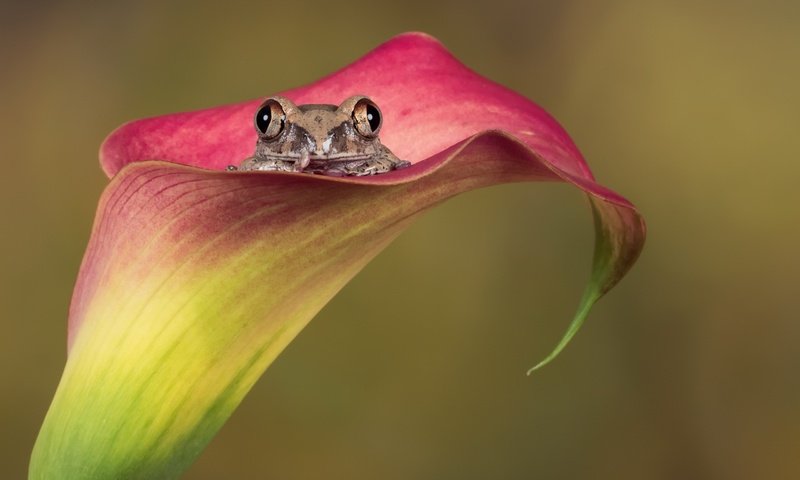 Обои природа, цветок, лягушка, амфибия, nature, flower, frog, amphibian разрешение 2560x1857 Загрузить