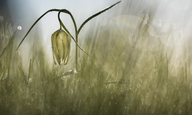 Обои трава, природа, фон, цветок, размытость, дождь, рябчик шахматный, grass, nature, background, flower, blur, rain, grouse chess разрешение 2400x1516 Загрузить