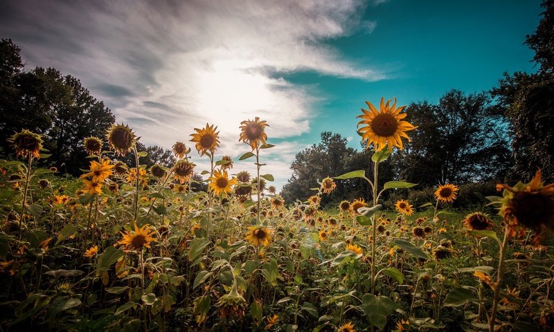 Обои небо, цветы, облака, природа, растения, лето, подсолнухи, the sky, flowers, clouds, nature, plants, summer, sunflowers разрешение 2048x1276 Загрузить