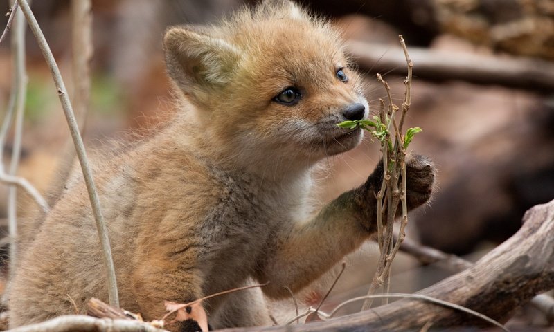 Обои природа, лес, ветки, лиса, лисица, лисенок, nature, forest, branches, fox разрешение 6000x4000 Загрузить